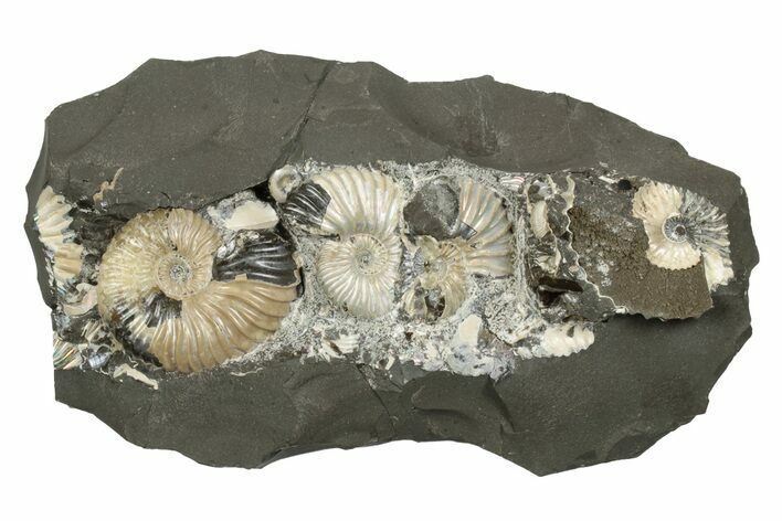 Iridescent Ammonite (Deshayesites & Aconeceras) Cluster #243281